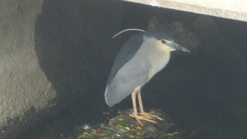 長瀬川で初めて見たこの鳥は マイ シニアライフ